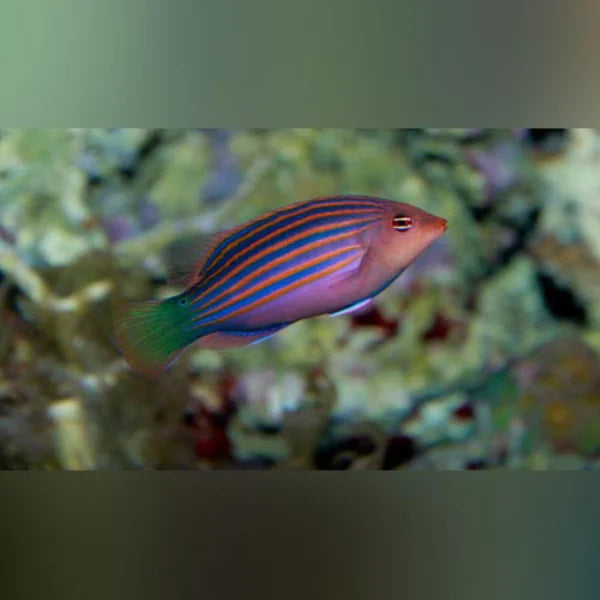 Colorful fish with blue and orange stripes swimming in an aquarium setting.