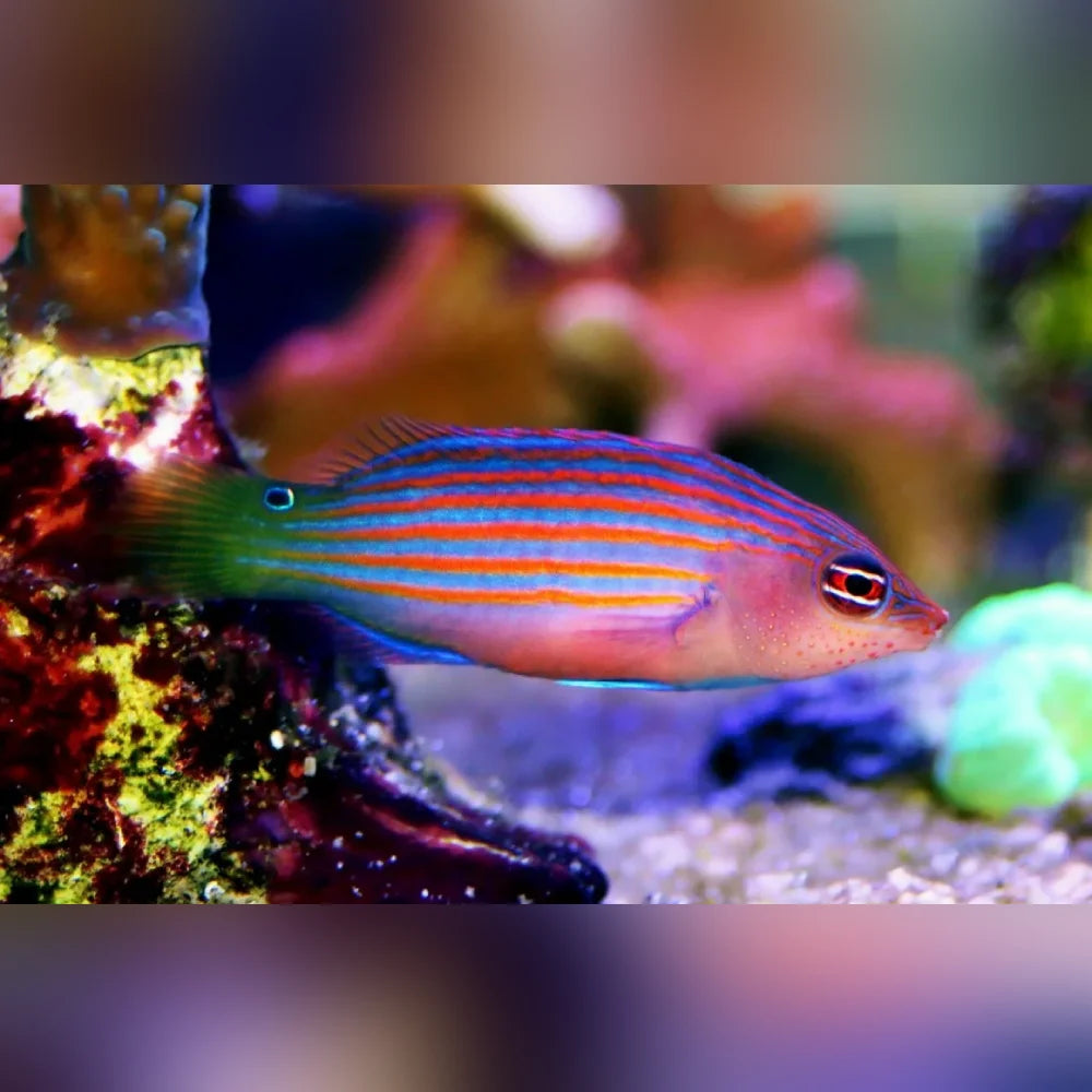 Colorful fish with striped pattern swimming in an aquarium setting