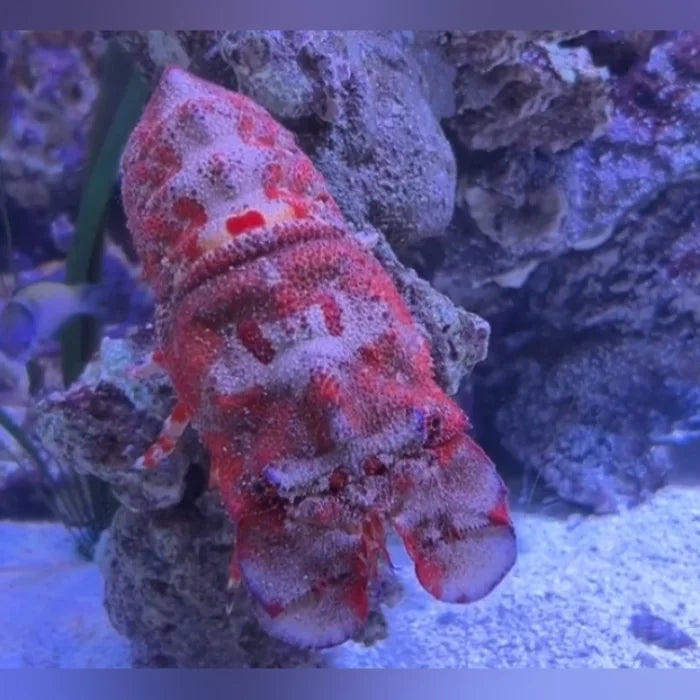 Slipper lobster on a coral reef with a blue tinted background