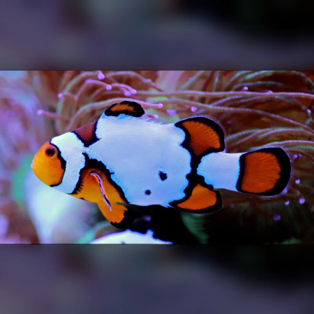 Snow Onyx Clownfish