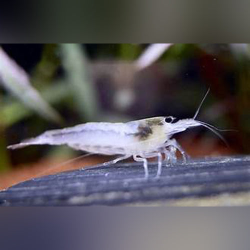 Snow White Amano Shrimp