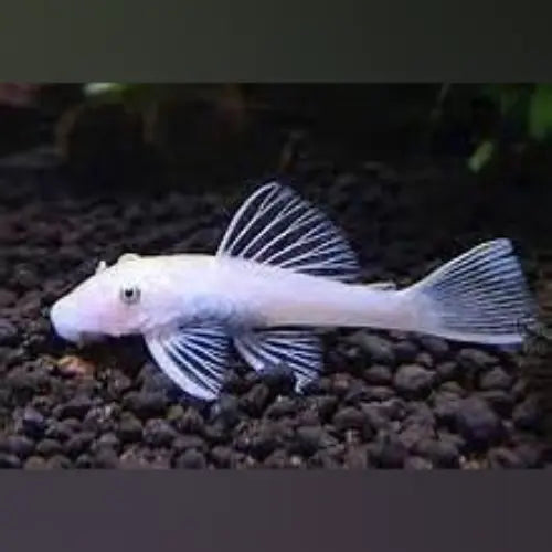 Snow White L-144 Bushynose Pleco