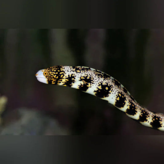 Snowflake Moray Eel