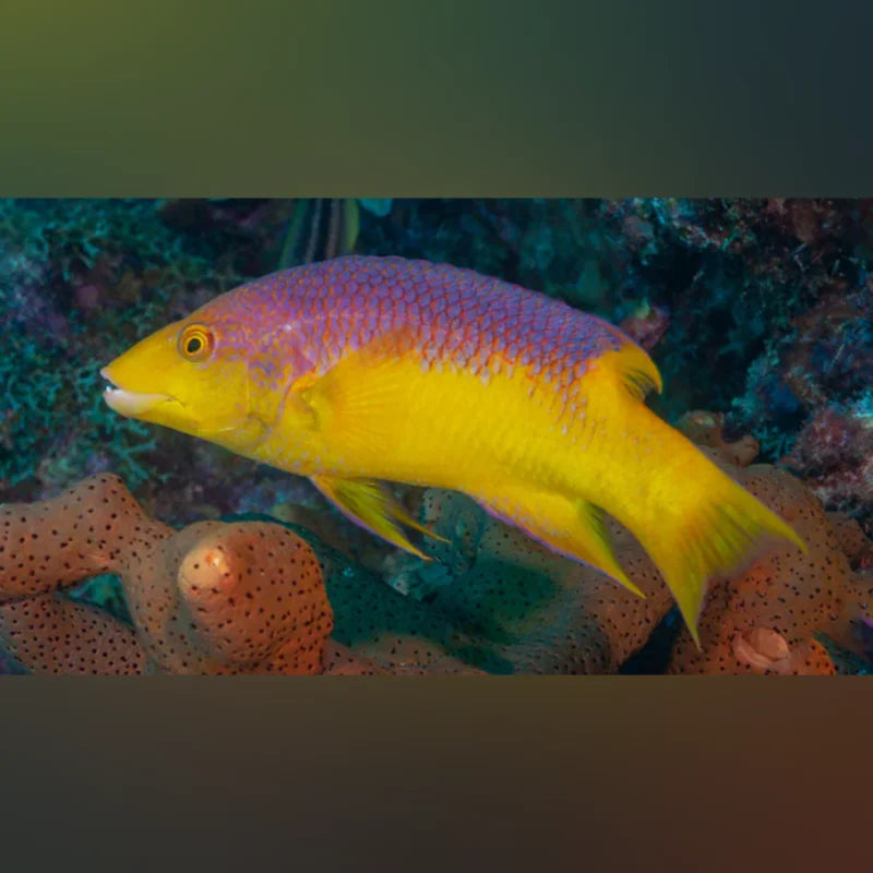 Spanish Hogfish swimming in an underwater environment with coral