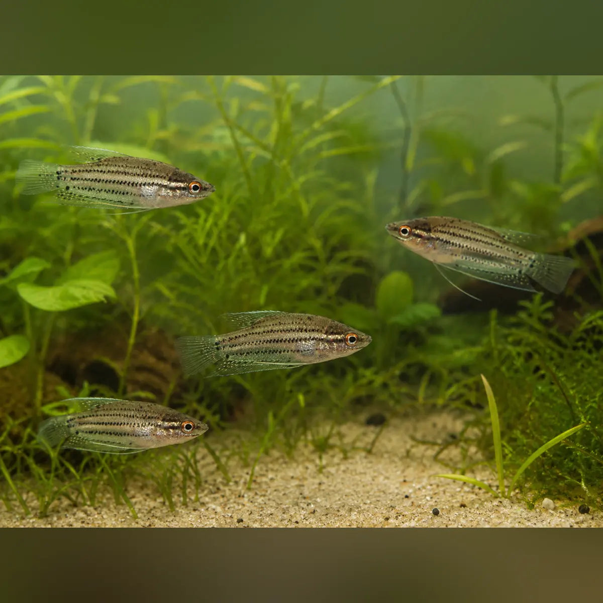 Sparkling Gourami (Group of 4)