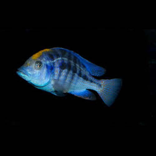 Spilonotus Cichlid