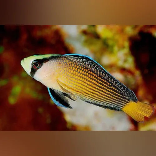 Splendid Pseudochromis