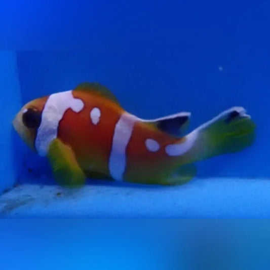 Colorful clownfish in an aquarium with a blue background
