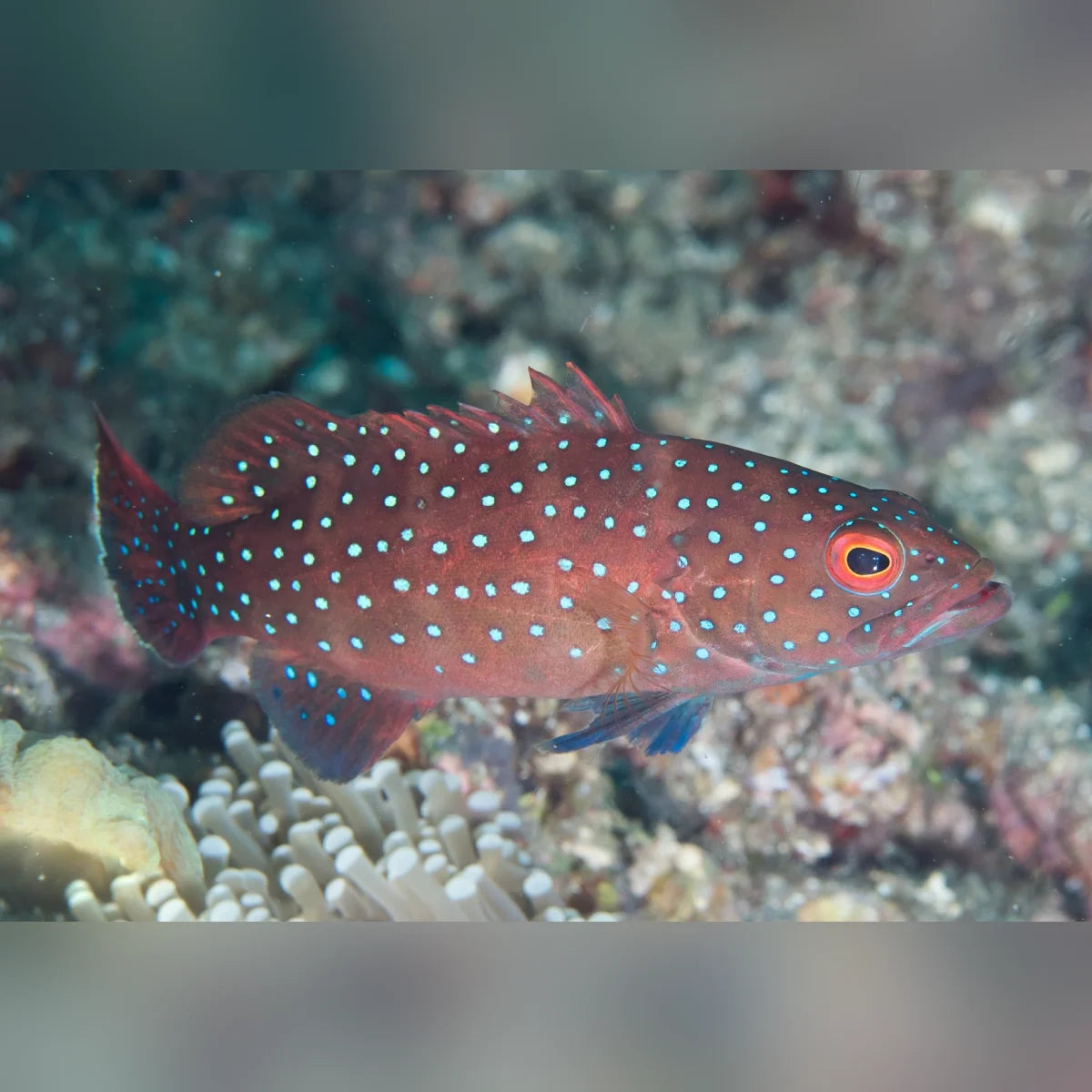 Spotted Coral Grouper