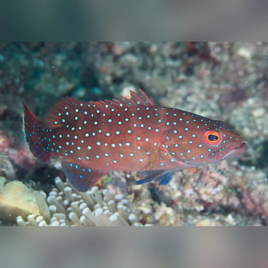 Spotted Coral Grouper