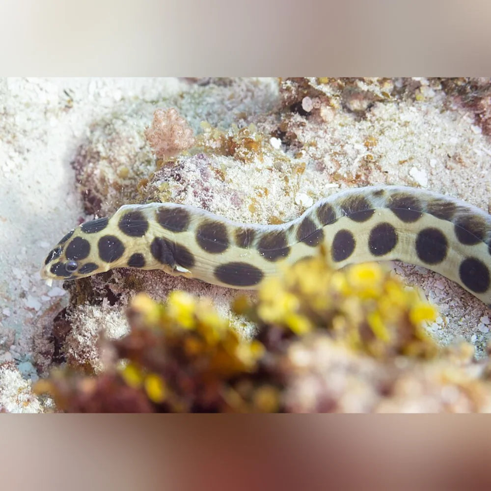 Spotted Eel