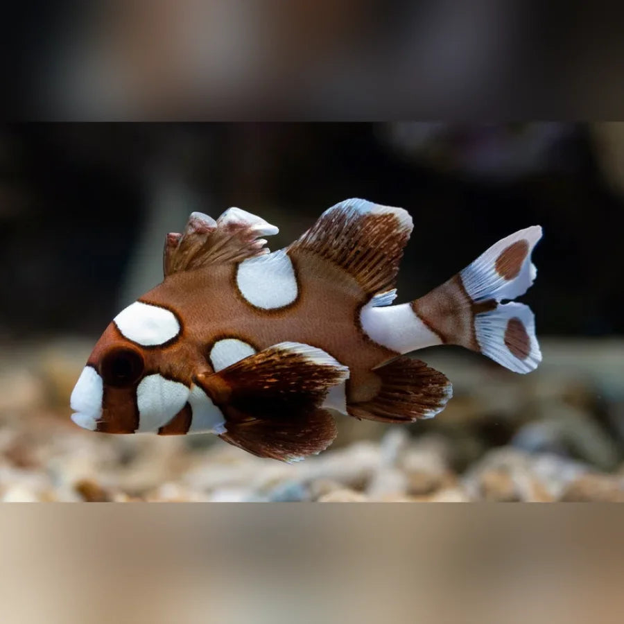 Decorative fish-shaped object with brown and white pattern on a blurred background