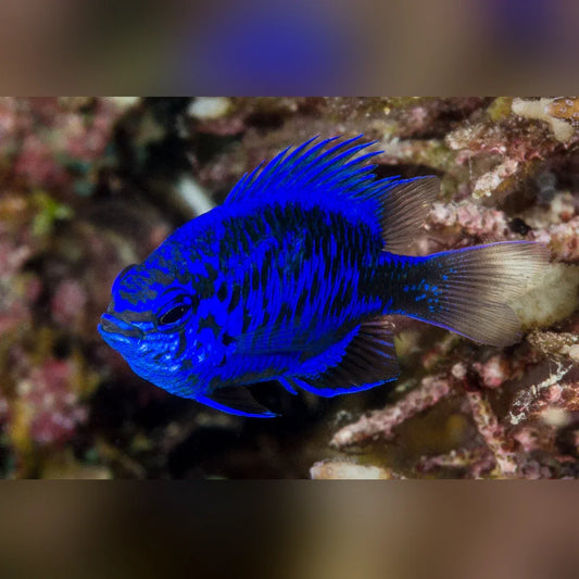 Springeri Damselfish swimming among coral in an underwater setting