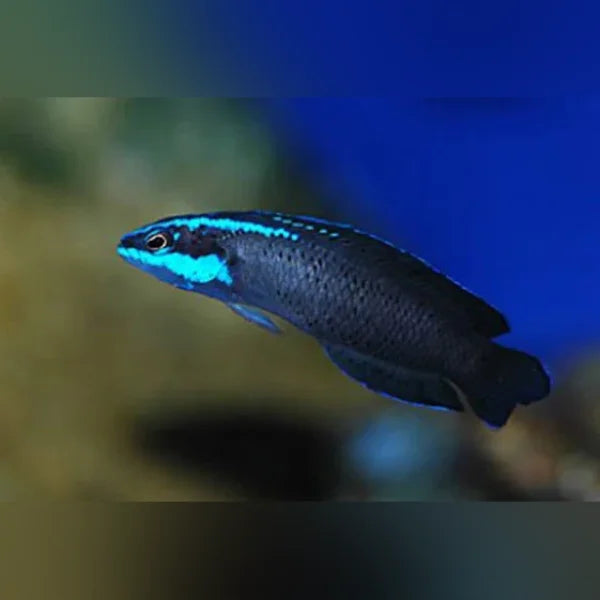 Blue fish swimming in an aquarium with a blurred background