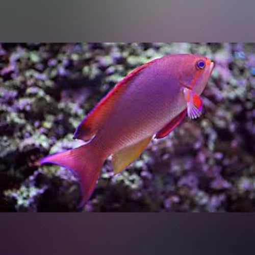 Pink fish with a purple tail swimming in an aquarium setting