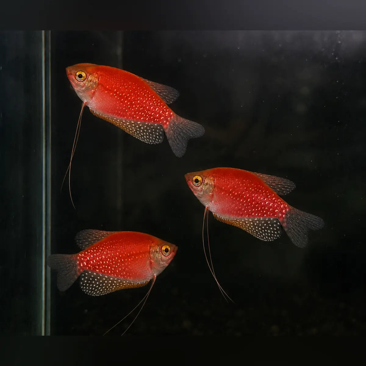 Starfire Red Glo Gourami (3-Pack)