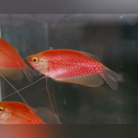 Starfire Red Glo Gourami