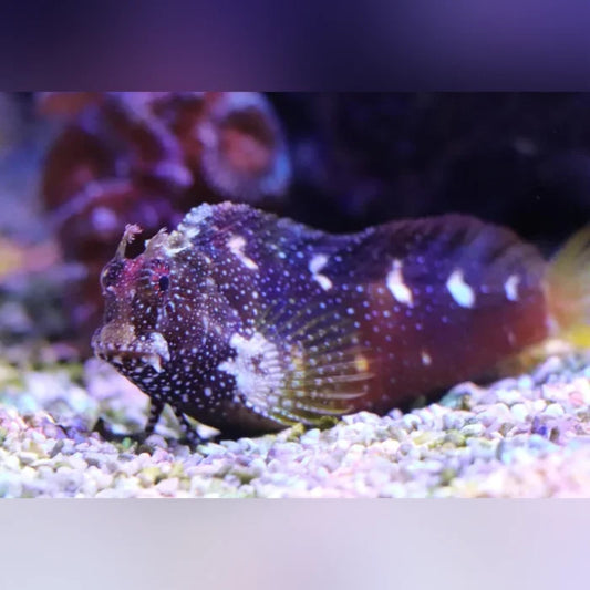 Starry Blenny