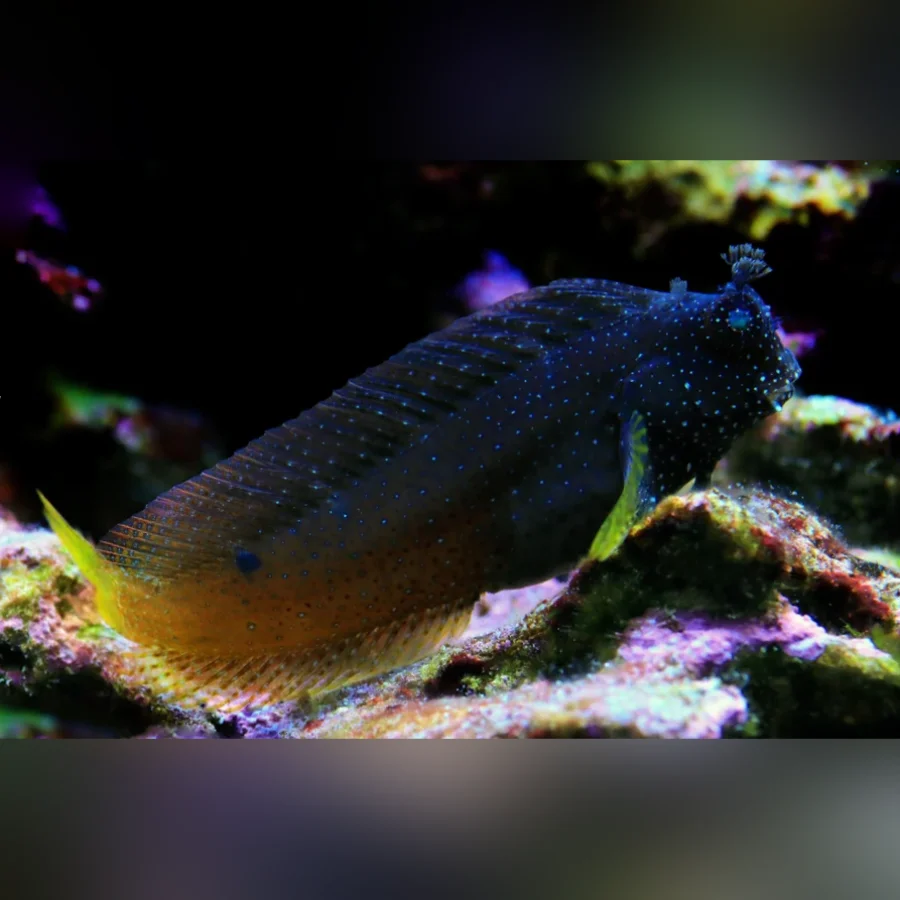 Starry Blenny