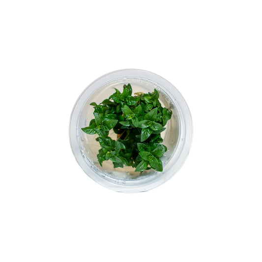 Staurogyne repens - Tissue Culture