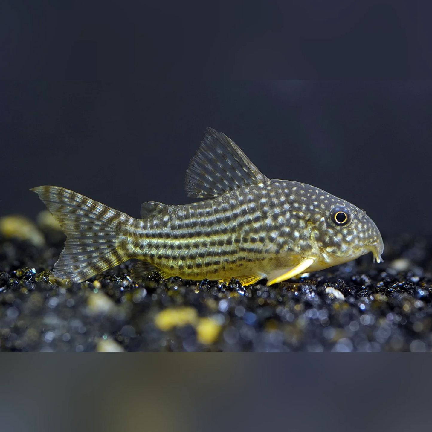 Sterbai Cory