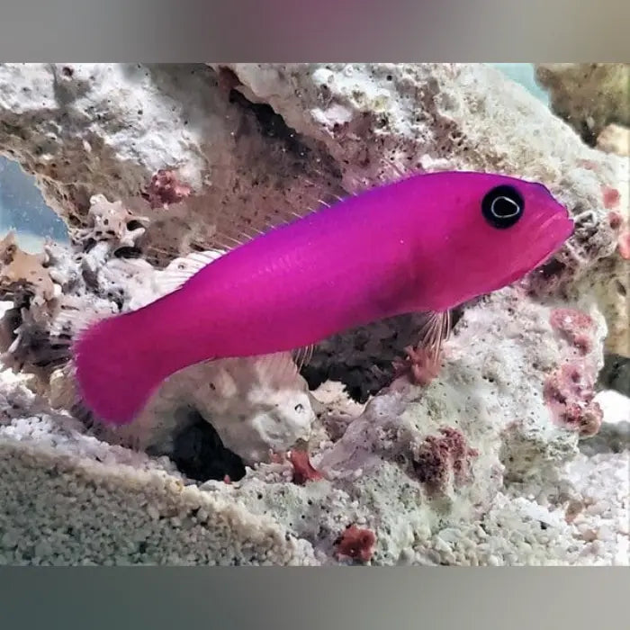 Strawberry Dottyback