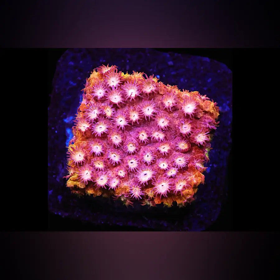 Strawberry Lemonade Cyphastrea