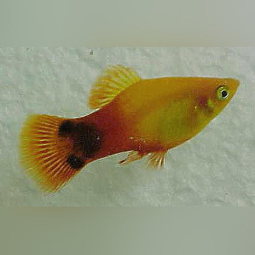 Sunburst Mickey Mouse Platy