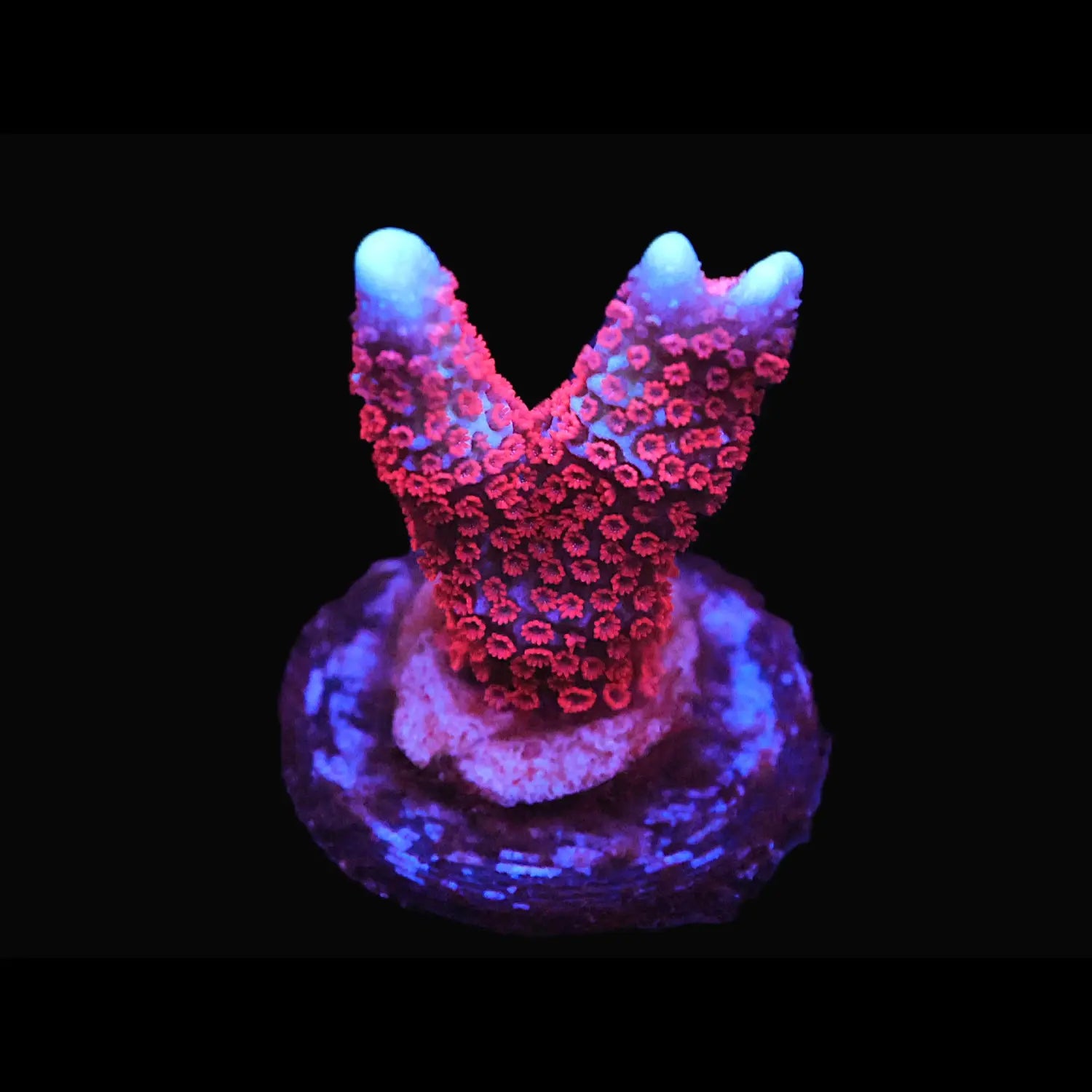 Superman Montipora digitata