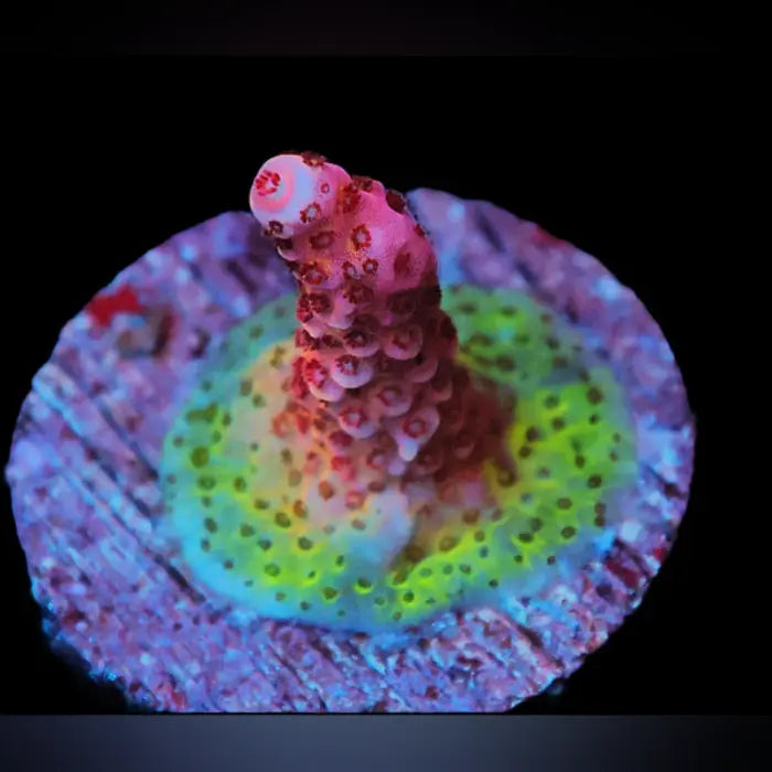 Acro Fish Supernova Acropora for Sale | Iconic Blue Base Yellow Tip Acro ...