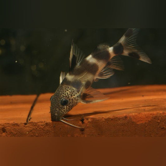 Synodontis Valentine