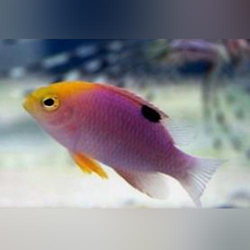 Colorful fish with a pink body and yellow fins in an aquarium setting