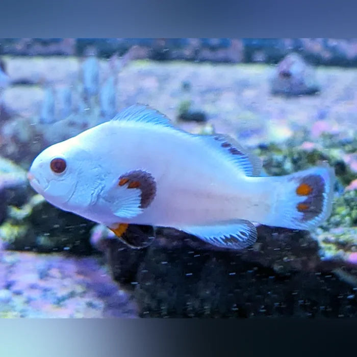 White clownfish with orange spots swimming in an aquarium setting