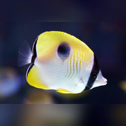 Tear Drop Butterflyfish