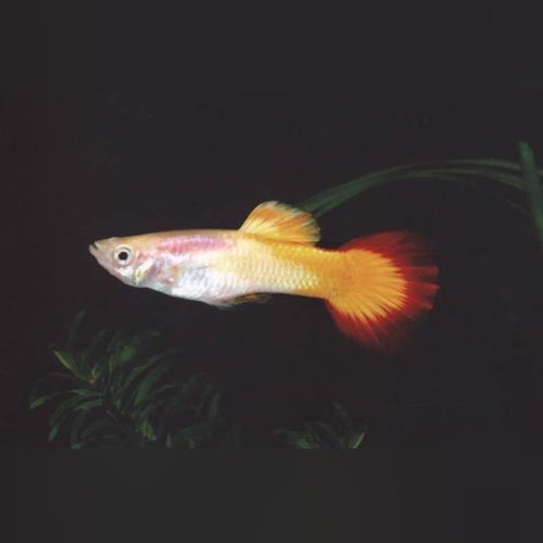 Male Tequila Sunrise Guppy