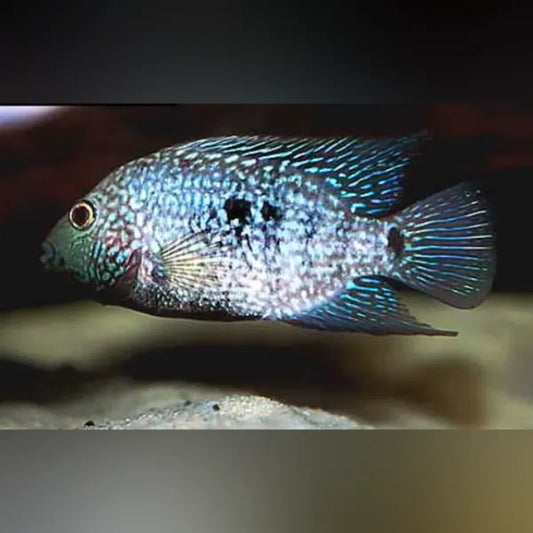 Texas Cichlid