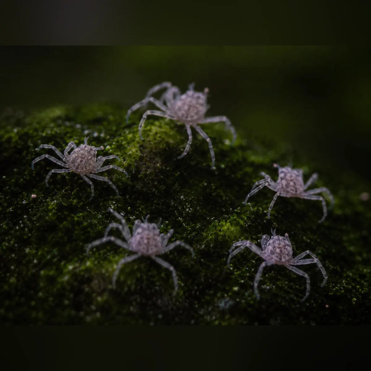 Thai Micro Spider Crab (Consortium of 5)