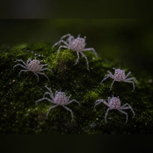 Thai Micro Spider Crab (Consortium of 5)