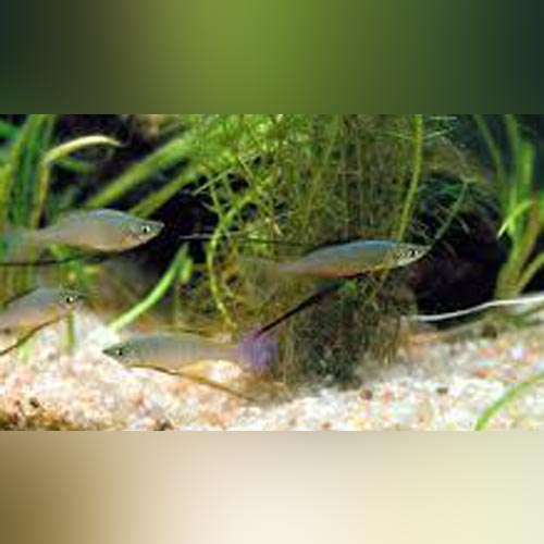 Threadfin Rainbowfish