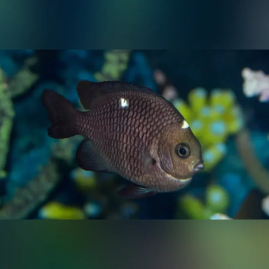 Domino Damselfish