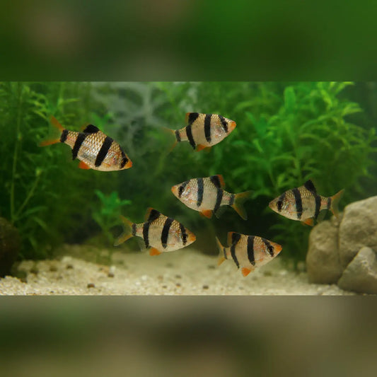 Tiger Barb (Pride of 6)