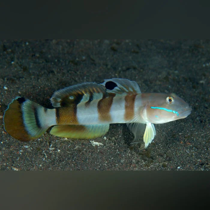 Small fish with striped pattern on a dark sandy background