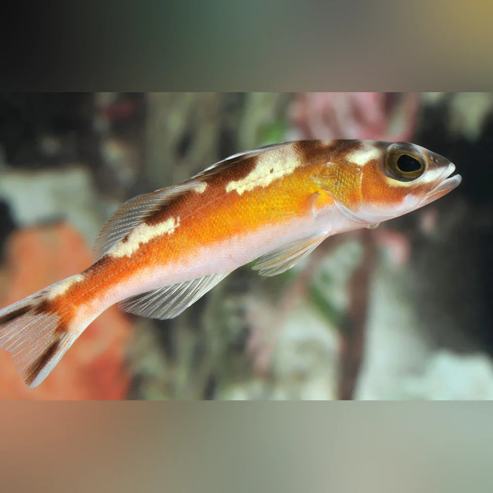 Tobacco Basslet with orange and white pattern on a blurred background