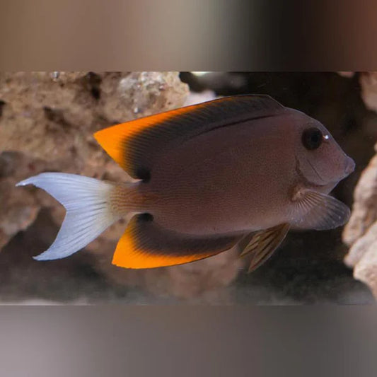 A photo of a Tomini Tang fish with a predominantly brown body and a bright orange tail, swimming in a aquarium setting.
