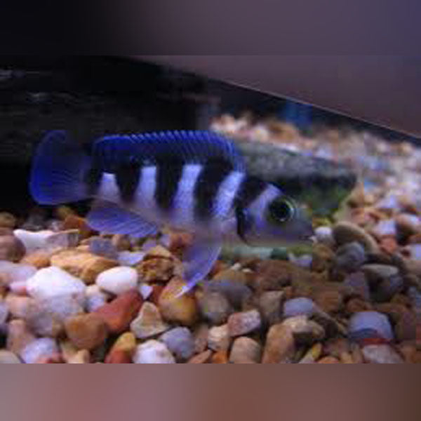 Tretocephalus Cichlid