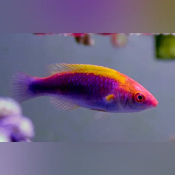 Tricolor Fairy Wrasse