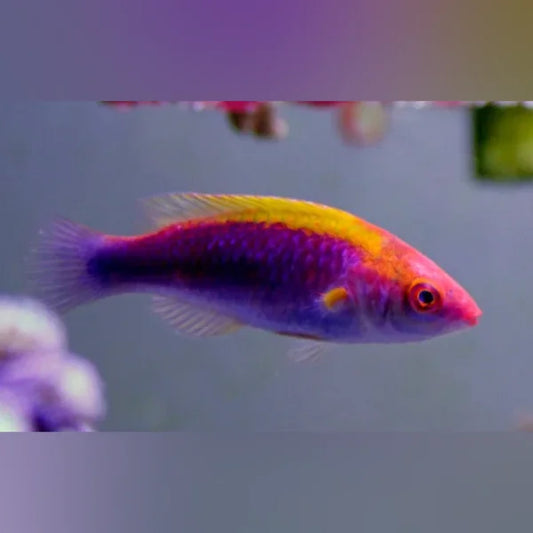Tricolor Fairy Wrasse