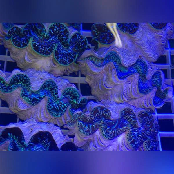 Maxima Clam for Sale | Vibrant Small Giant Clam – AquariumFish.com