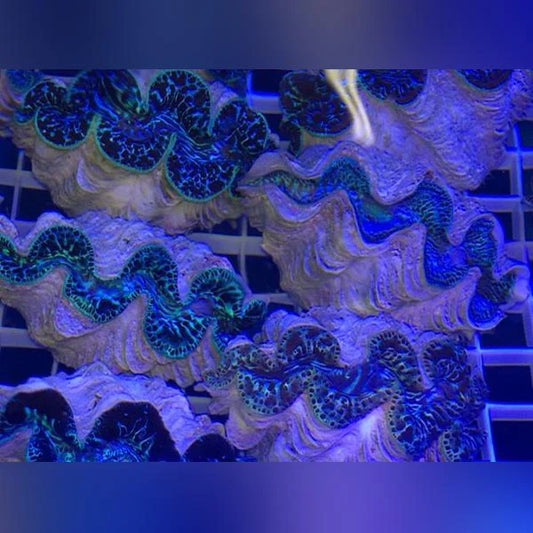 A close-up of Tridacna Maxima Clams with blue, green, gold and turquoise mantles, housed in an aquarium with blue lighting.