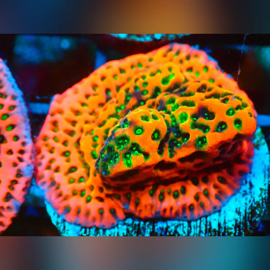 Tropic Thunder Montipora
